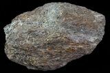 Achelousaurus Bone Fragment - Montana #71312-1